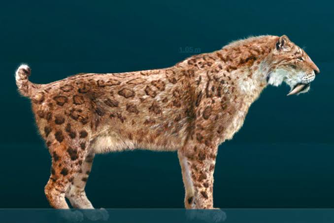 Urart3's tweet photo. Thread of animals you can’t have as pets with solid substitutes that you can have instead 🧵

Can’t have                              Can have
Smilodon                             Nimravus https://t.co/cCsa6L33S7
