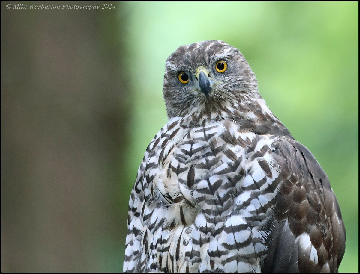 Mike Warburton (@_mikewarburton) on Twitter photo Eye contact with a local wild #Goshawk. #Wales #birds #wildlife #nature #raptor #predator #forest #woodland <a href="/CanonUKandIE/">Canon UK and Ireland</a> <a href="/Natures_Voice/">RSPB</a> <a href="/_BTO/">BTO</a> <a href="/NatGeoUK/">National Geographic UK</a> <a href="/RSPBCymru/">RSPB Cymru</a> <a href="/BTO_Cymru/">BTO Cymru</a> #accipiter <a href="/Hawkandowluk/">Hawk and Owl Trust</a> #hawk <a href="/WildlifeTrusts/">The Wildlife Trusts</a> <a href="/BBCSpringwatch/">BBC Springwatch</a> <a href="/WildlifeMag/">BBC Wildlife</a> <a href="/BBCEarth/">BBC Earth</a> Eye contact with a local wild #Goshawk. #Wales #birds #wildlife #nature #raptor #predator #forest #woodland <a href="/CanonUKandIE/">Canon UK and Ireland</a> <a href="/Natures_Voice/">RSPB</a> <a href="/_BTO/">BTO</a> <a href="/NatGeoUK/">National Geographic UK</a> <a href="/RSPBCymru/">RSPB Cymru</a> <a href="/BTO_Cymru/">BTO Cymru</a> #accipiter <a href="/Hawkandowluk/">Hawk and Owl Trust</a> #hawk <a href="/WildlifeTrusts/">The Wildlife Trusts</a> <a href="/BBCSpringwatch/">BBC Springwatch</a> <a href="/WildlifeMag/">BBC Wildlife</a> <a href="/BBCEarth/">BBC Earth</a>
