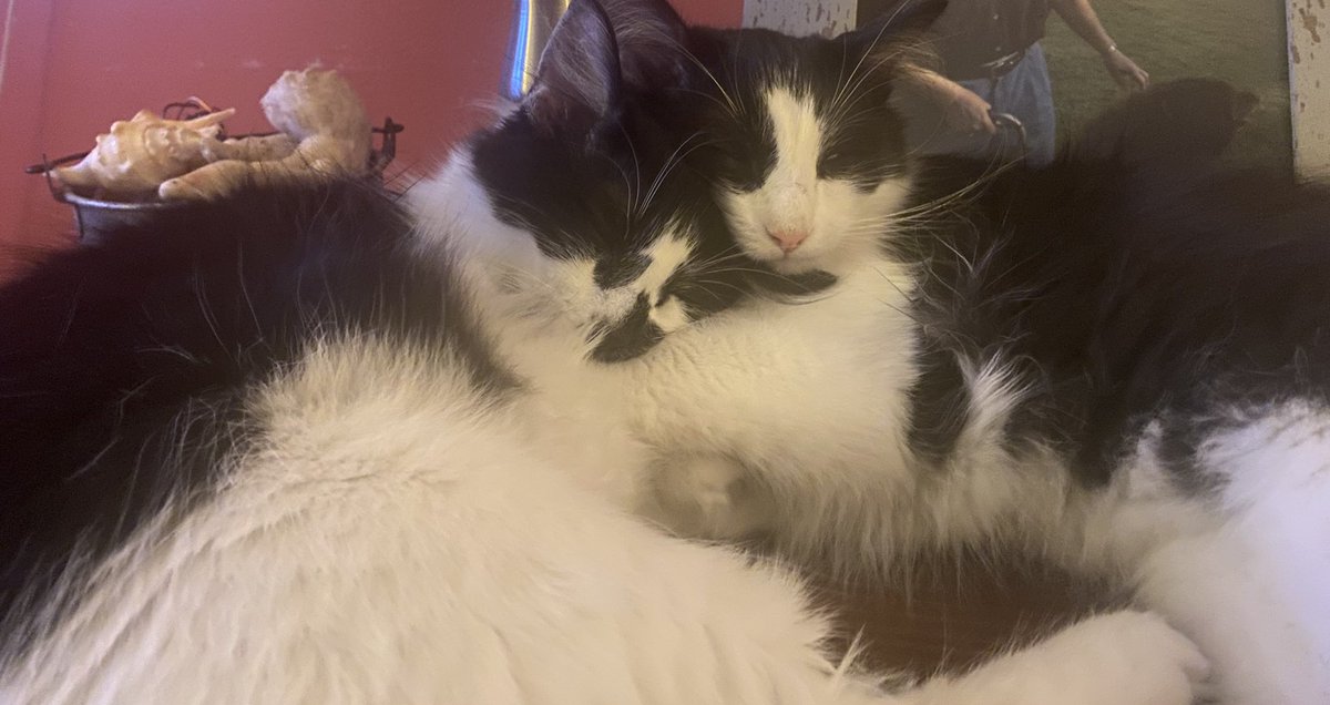 BrandonComm's tweet image. #CatLadiesForKamala &amp;amp; #SwiftiesForHarris unite! My cats, #MaxandMini approve this message.