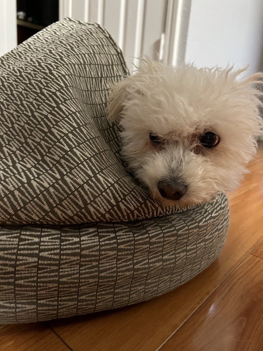 day_lenh's tweet photo. my dog throughout this year https://t.co/B4WJfDjXRT