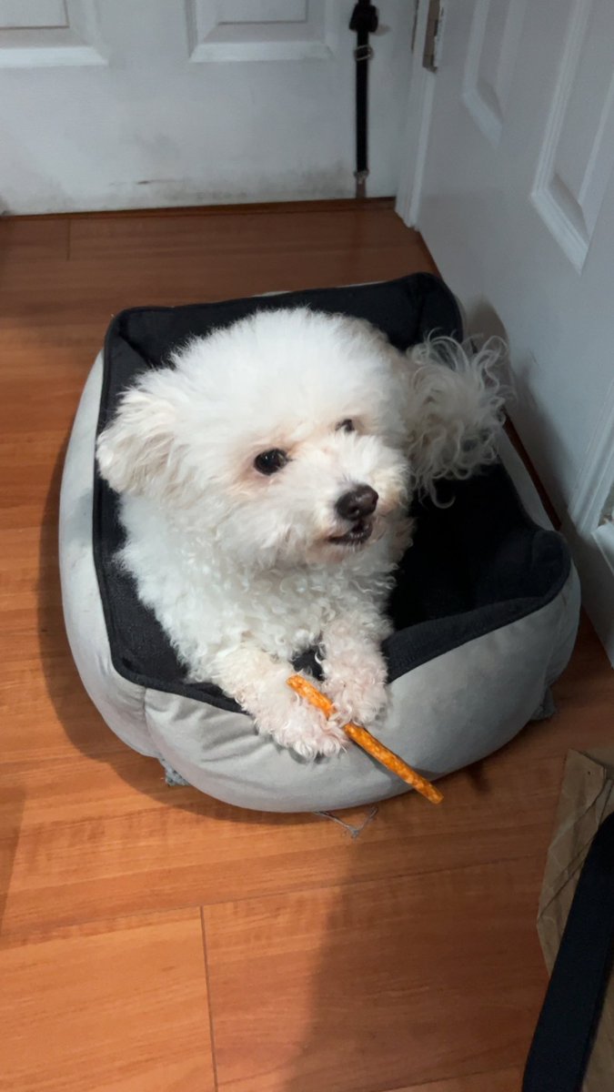 day_lenh's tweet photo. my dog throughout this year https://t.co/B4WJfDjXRT