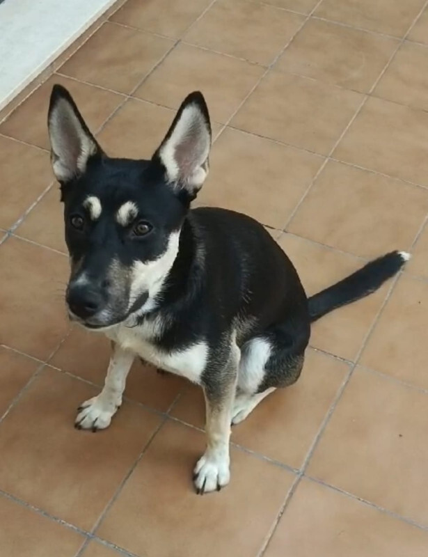 AsociacionADAT's tweet photo. #ADOPCIÓN. #TORRENT, #VALENCIA.

MICA, hembra de 6 meses.
Buenísima, muy casera, extremadamente noble. 
Una perrita 10. Un tesoro. 💖 
Ideal para cualquier persona o familia.
Tiene todas sus vacunas actualizadas.

WhatsApp:
☎️ 627 62 78 35

Gracias por compartir. 💚 https://t.co/jDSwO7nV8Y