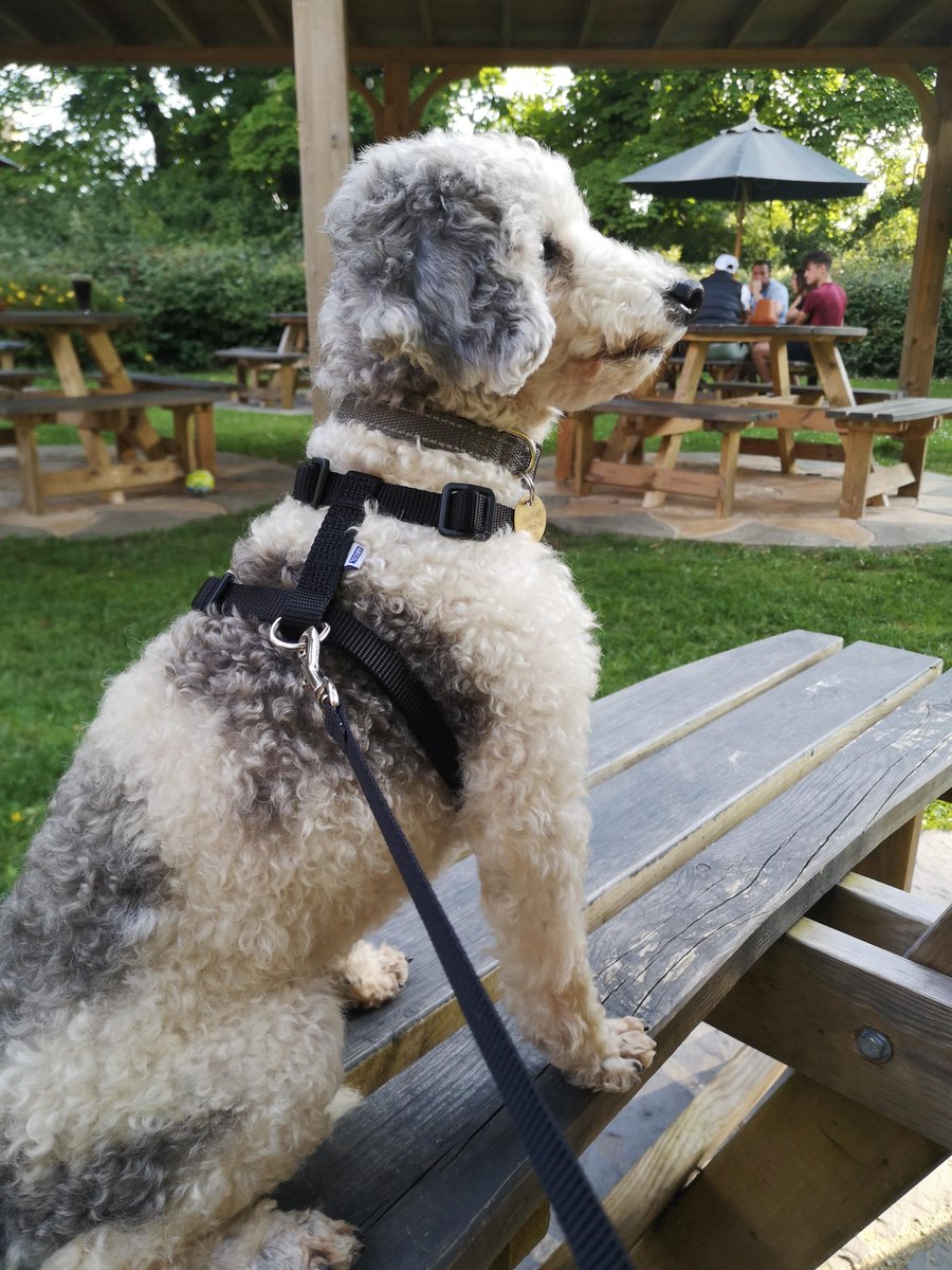 millypod1's tweet photo. 🆘3 AUG 2024 #Lost PRINCE #ScanMe #Tagged 
OLDER White/Grey Poodle: Toy Male
Headless Cross #Redditch #Worcestershire #B97
https://t.co/daKbkRwAjE https://t.co/jH5B6NnC66