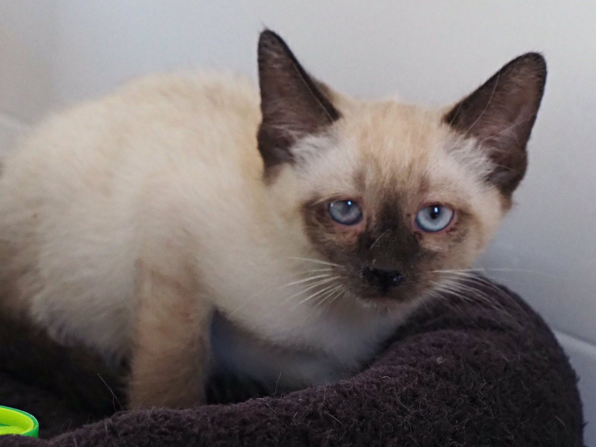 Todos buscan hogar. Los sacamos de una colonia en mal estado y alguno ha perdido un ojo 
Adopta