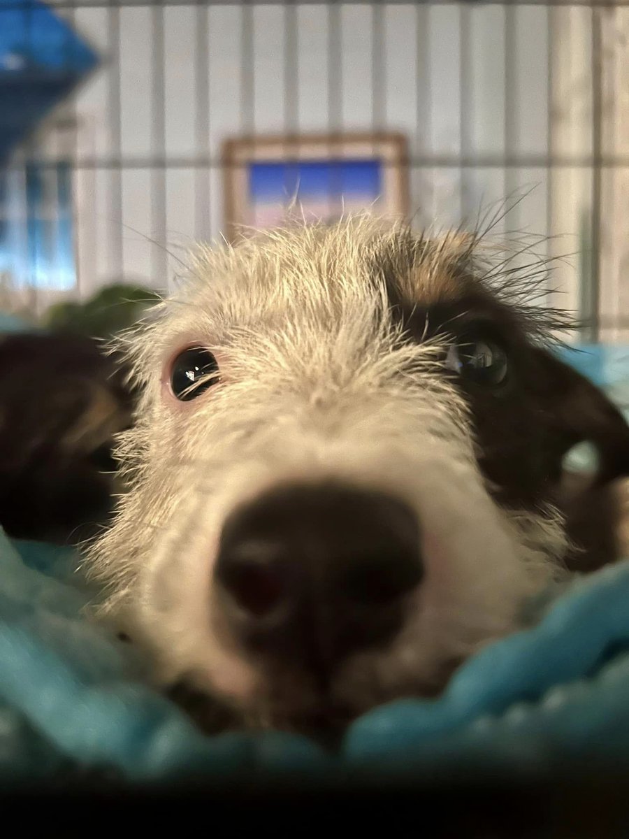 PotcakeNFT's tweet image. 🌮 Mr. Taco needs a foster home in Nassau, Bahamas ASAP. He'll be available for adoption soon!

📸 Lisa McCombe 🙏

#WeAreRoyals 👑
#Potcake #Bahamas