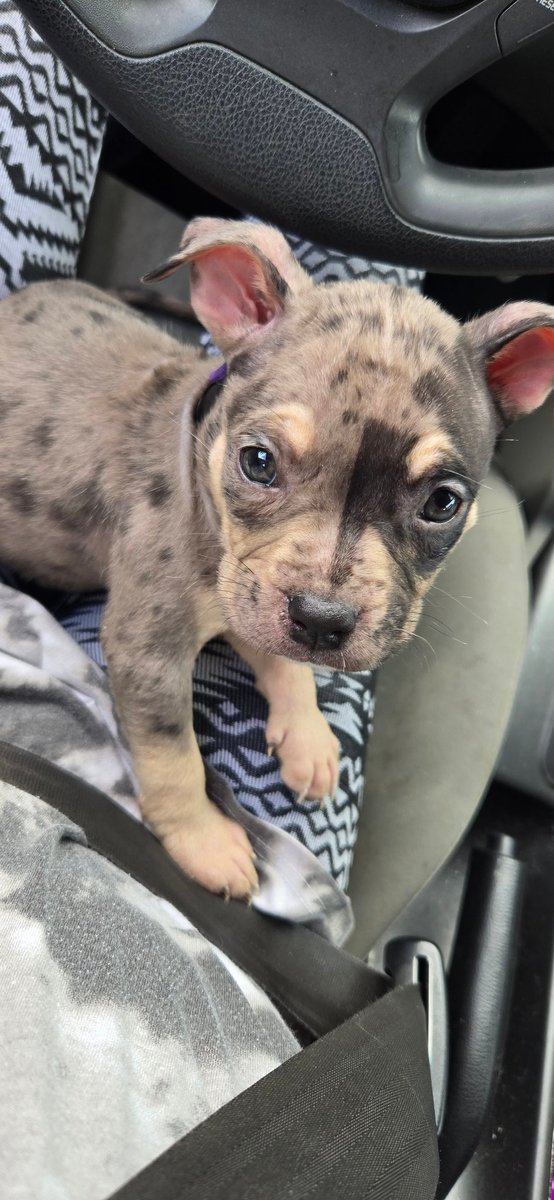 Smegsss's tweet photo. Jujus new best friend 🧡 https://t.co/0P6a60jmao