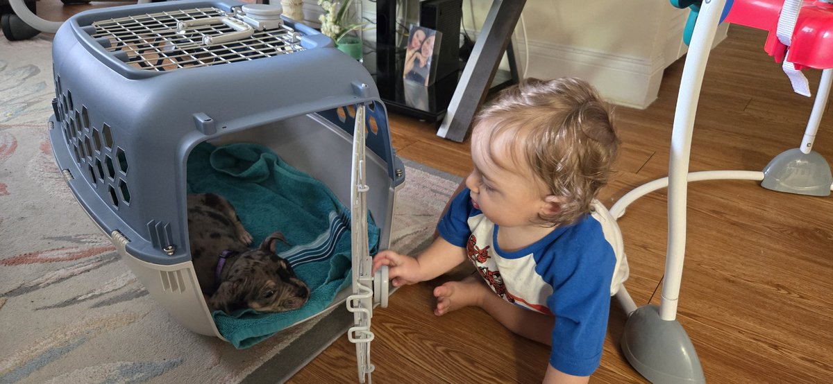 Smegsss's tweet photo. Jujus new best friend 🧡 https://t.co/0P6a60jmao
