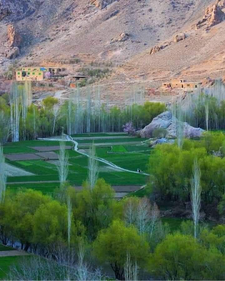 MuhammadjanNaz1's tweet photo. یک رقاصه بیشتر از یک هنر درآمد دارد https://t.co/ABwgeTCSBZ