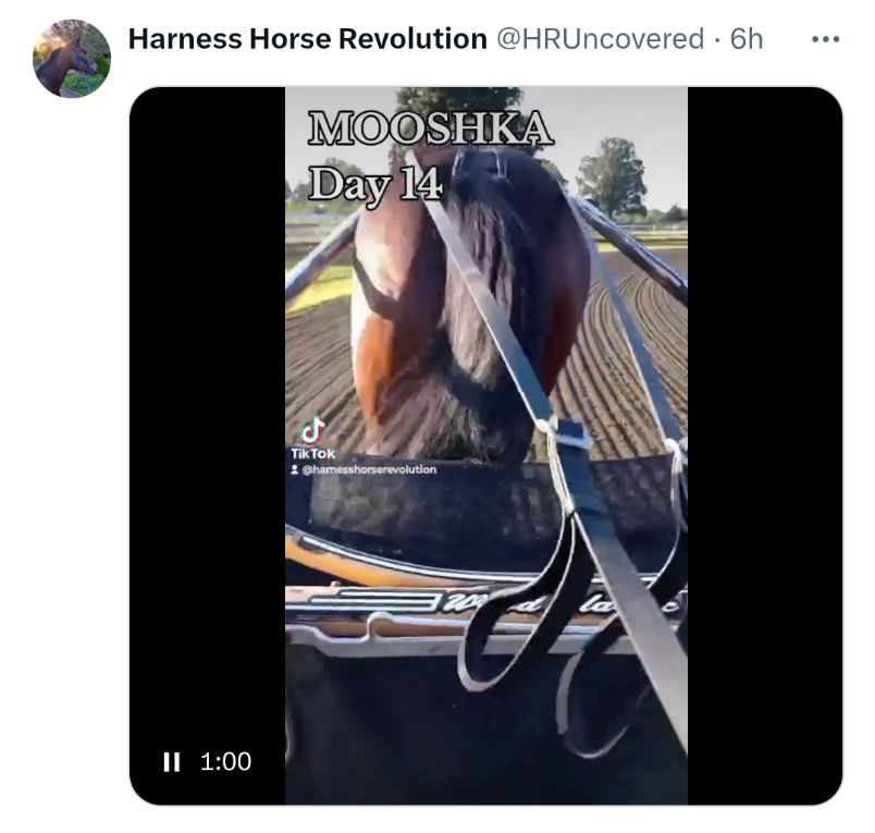 Sick 🤡 posted himself abusing horses, forcing them to drag his lazy a** around again! Get a real job far away from the animals you abuse, POS! @PETA