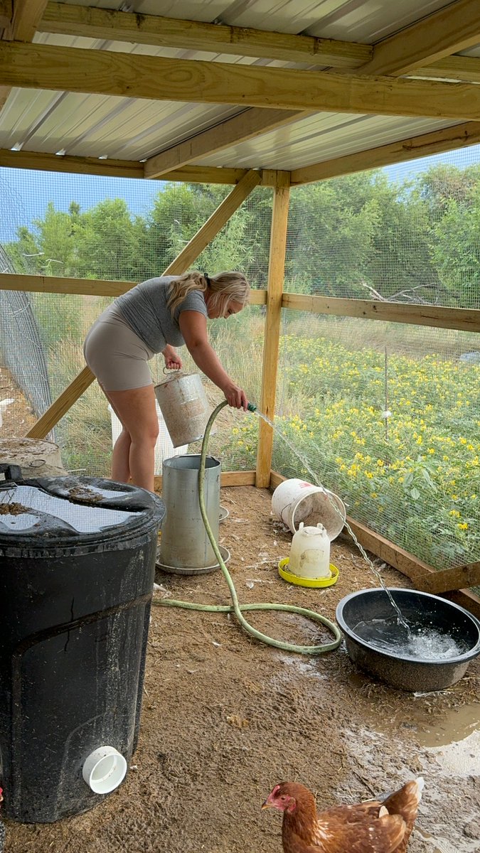 FemaleRancher's tweet photo. Daily task of watering the chickens and ducks! ππ§π¦ What do you use at your farm? π€π #FarmLife #HydrationStation #DuckTales #ChickenChores #WateringTime #FarmFun #PoultryCare #FarmersLife #BackyardBirds #HappyHens #DuckyDays #FeatheredFriends https://t.co/BKaZQIA4RA