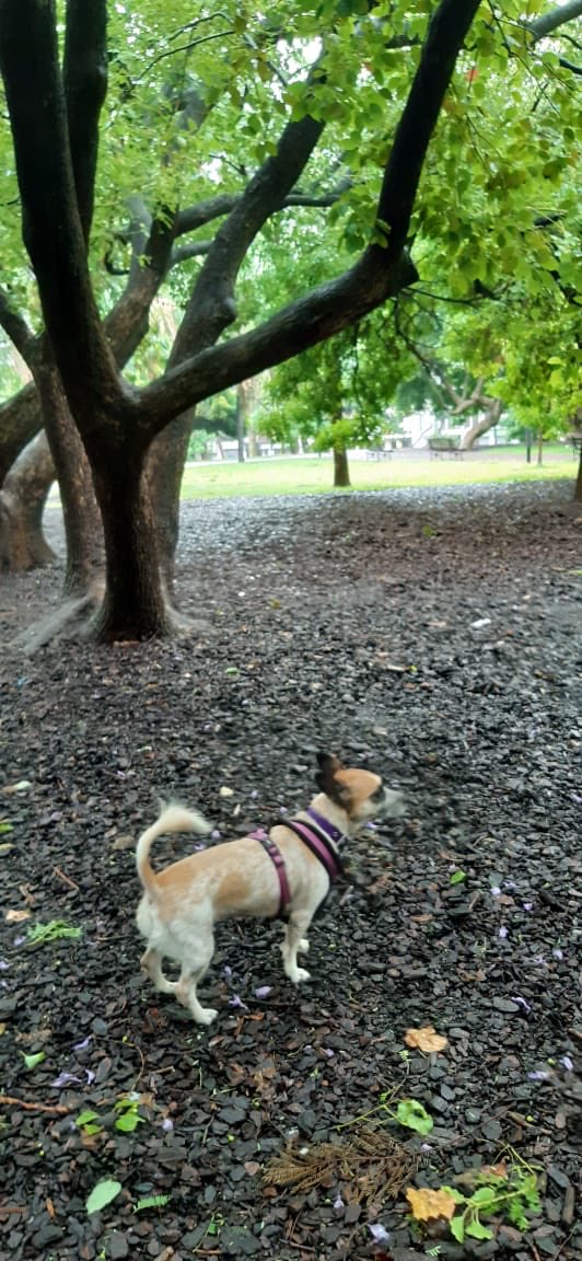 Pattt66's tweet photo. Te extraño GRACIAS MíaAmor por siete años de amor incondicional. #AmorPerruno #MíaCompañeraInseparable #Mía https://t.co/dX4YvprsLB