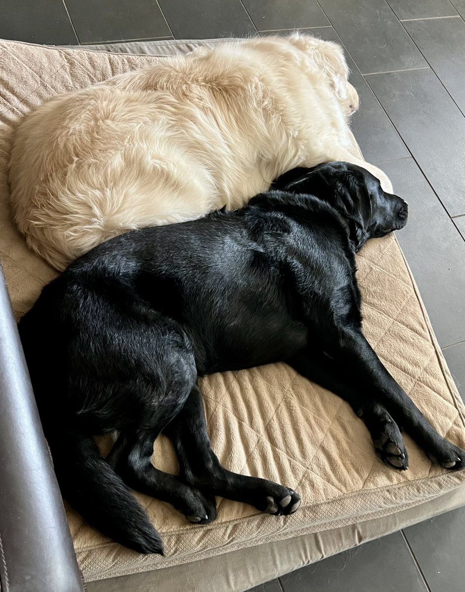 sampson_dog's tweet photo. Saturday snoozles! It is easy to forget about taking care of ourselves. Sometimes, we need a little nudge to remind us that self-care isn’t just a luxury—it’s a necessity.

Rest and self-care are so important. When you take time to replenish your spirit, it allows you to serve others from the overflow. You cannot serve from an empty cup.