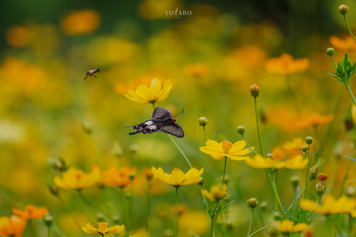 yotarosuite's tweet photo. "SEKAIGARDEN"
#commonrose #pachlioptaaristolochiae #butterfly #butterflyphotography #fujifilm_photography #fujifocus #fujifilmxt5 #tamron150500 #tamronlens #ベニモンアゲハ #アゲハ蝶 #yotarosuite #thailand https://t.co/1dbcwBpf5f