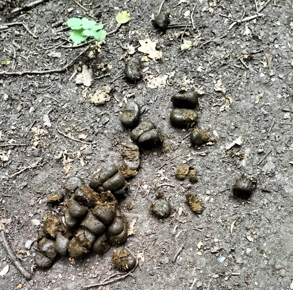 JuSobaka's tweet photo. @bloemendaaltwit Derde keer deze week paardenmest op een wandelpad bij de Hertenkamp. Het wordt niet opgeruimd. Afkomstig van de paarden die in de wei bij het Halve Maantje staan en iedere daar naar toe worden gebracht en weer opgehaald. https://t.co/eATbteQWsf