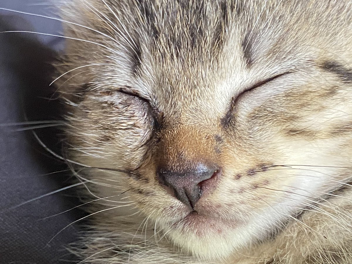mar_ri_'s tweet photo. #猫 https://t.co/9D96osRNHn