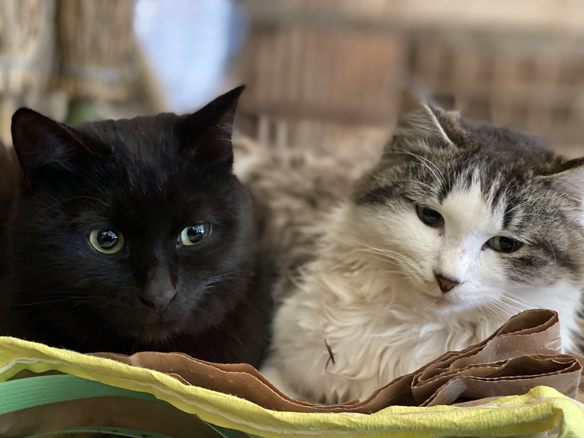 mar_ri_'s tweet photo. #猫 https://t.co/Itmk5JZ0yE
