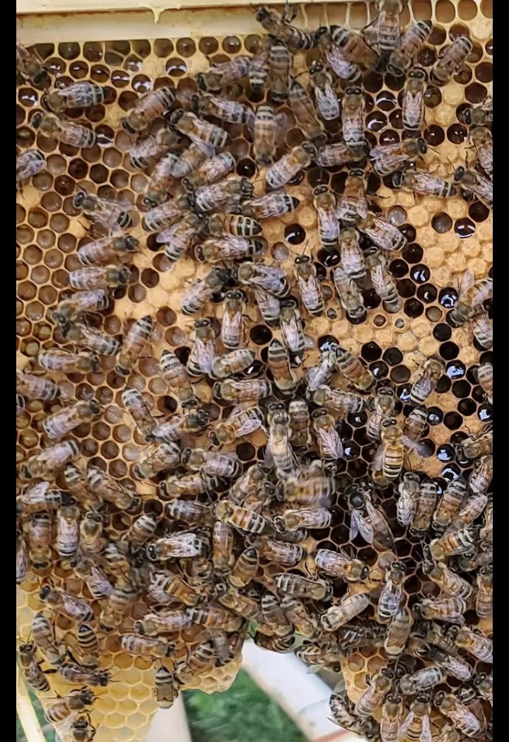 princemotapene2's tweet photo. DID YOU KNOW?  
🐝There are live enzymes in honey
🐝When in contact with a metal spoon, these enzymes die.🐝The best way to eat honey is with a wooden or plastic spoon.🐝Honey contains a substance that helps your brain work better.🐝One teaspoon sustain human life for 24 hours https://t.co/im2DYedSv2