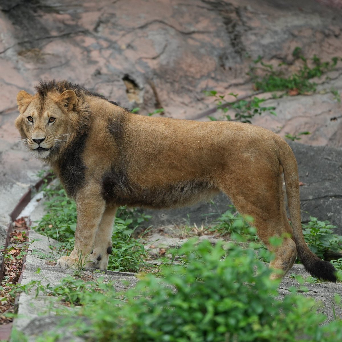 東武のトーゴと東山のレグルス🦁 同腹の兄弟です よく似てるわー😆 1枚