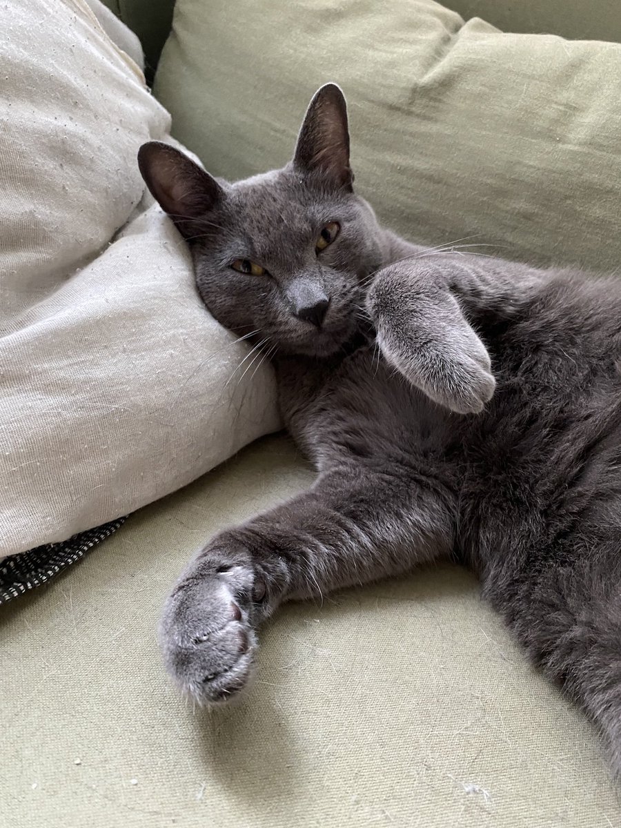 luacris's tweet photo. Provavelmente ele está escondido em algum lugar, só irá sair quando estiver com fome. 

Como ele nunca foi pra rua e é super medroso, não vai fácil no colo de ninguém e se assusta fácil com pessoas e barulhos. 

Compartilhem com pessoas de SP, por favor. 🙏🏻😭 https://t.co/m4XgFgPVxu