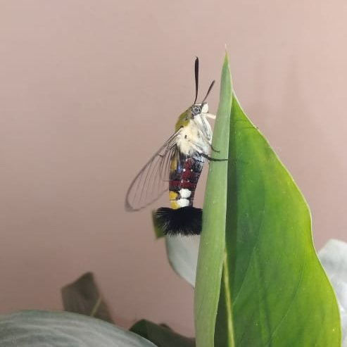 RoshanRoksy's tweet photo. Nature's canvas! Who needs art when nature creates masterpieces like this?
#InsectLove #ColorfulCreatures #NaturePhotography https://t.co/meAVxJcTJA
