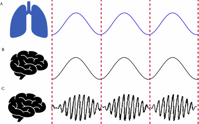 Dynamic mechanisms that couple the brain and breathing to the external environment dlvr.it/TBRtL6 v/ @NatureNews