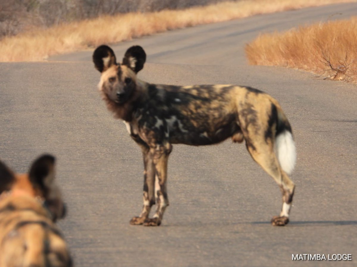 LatestKruger's tweet photo. 9:20am
5 Wild Dog on the move
H1-4, 500m S of Olifants Bridge
5/5
Tinged by Alberto - Matimba Bush Lodge https://t.co/Qw1dIeOKAA