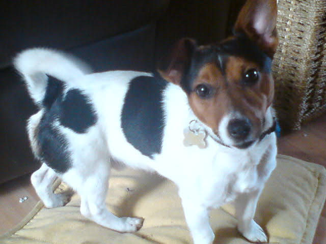 We said a very sad goodbye to my dear, sweet boy, Pip today at 2pm. 15 yrs of pure joy. Of great fun. Lots of love. He will be missed greatly. Rest in peace, my beautiful, wonderful boy.

The house has fallen silent, the pain of loss is strongly felt.