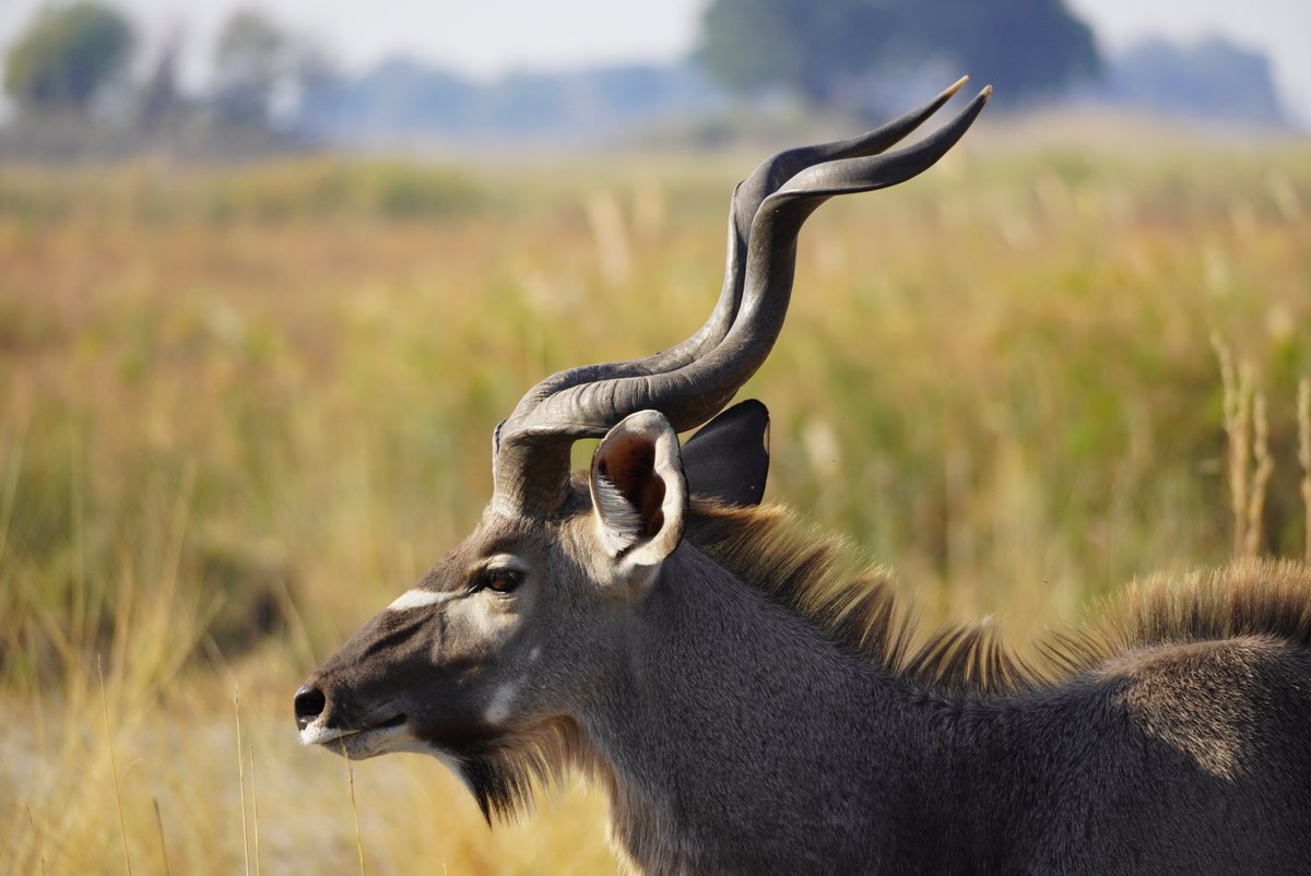 Non_Fung_Travel's tweet photo. And you can find them... #Etosha #Swakopmund #Caprivi #Namibia 🇳🇦 https://t.co/0iwqcpZ5oz