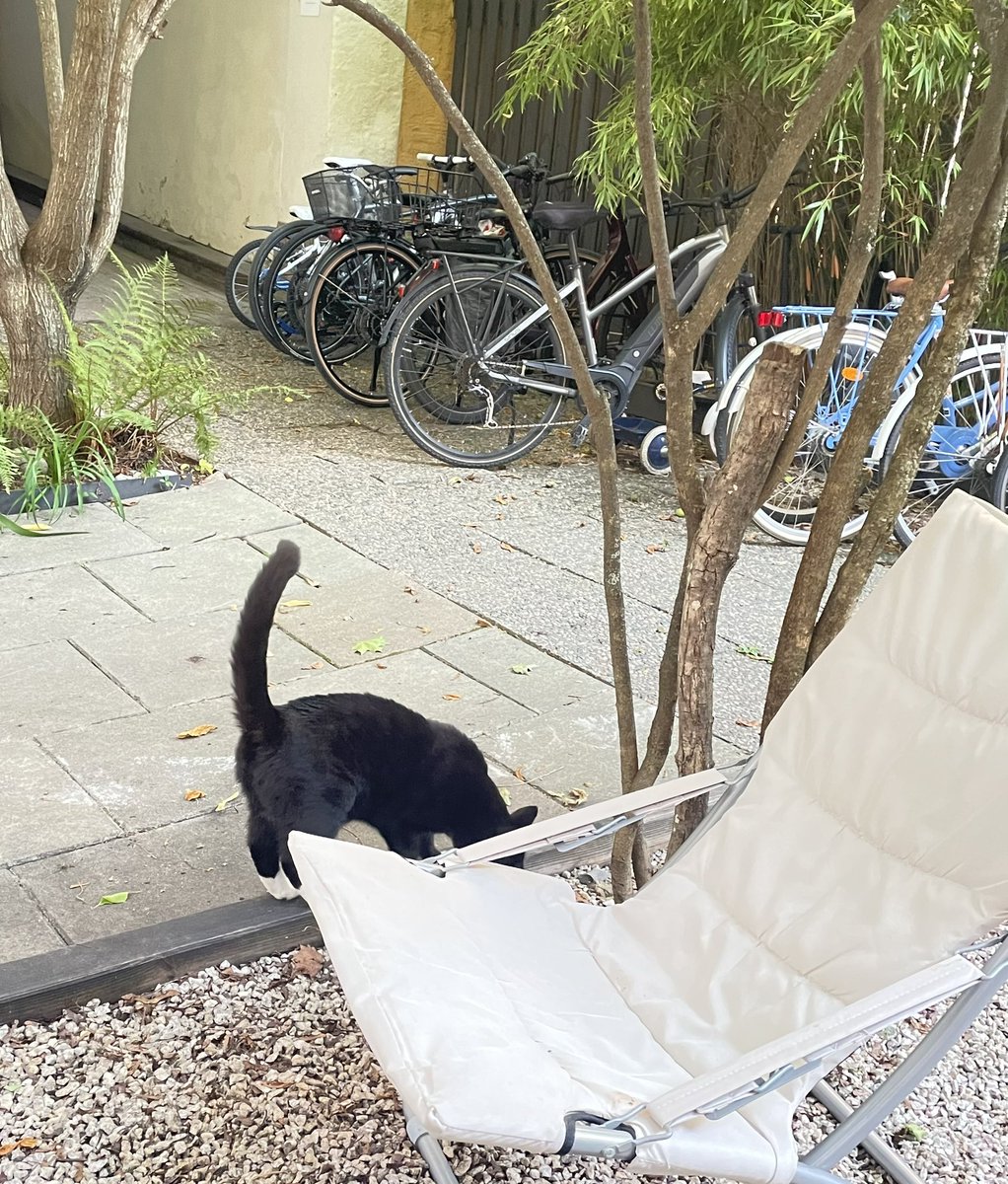 JapaNorway's tweet image. オスロでは、寒くない季節でも
日本にいる時ほど 街中で猫を見かけないのですが
（近所で首輪をつけて猫を散歩してる人はよく見かけますが😸）
可愛い🐈🐾に出逢いました💕
友人の家の敷地、自転車の停まってる所に竹が植えてあったりして
ちょっぴり日本にいるような気分になりました☺️
#cat #katt