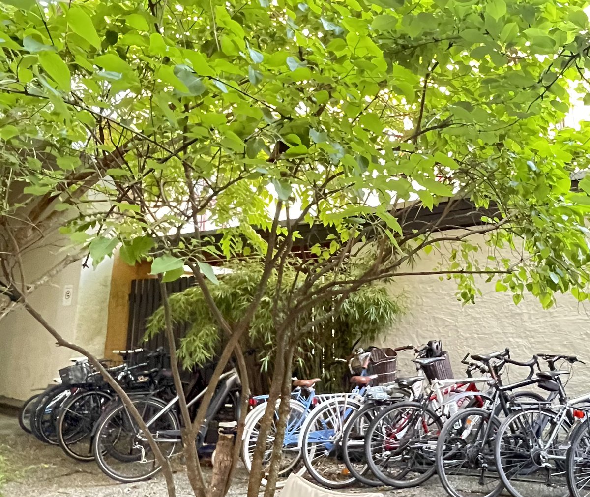 JapaNorway's tweet image. オスロでは、寒くない季節でも
日本にいる時ほど 街中で猫を見かけないのですが
（近所で首輪をつけて猫を散歩してる人はよく見かけますが😸）
可愛い🐈🐾に出逢いました💕
友人の家の敷地、自転車の停まってる所に竹が植えてあったりして
ちょっぴり日本にいるような気分になりました☺️
#cat #katt