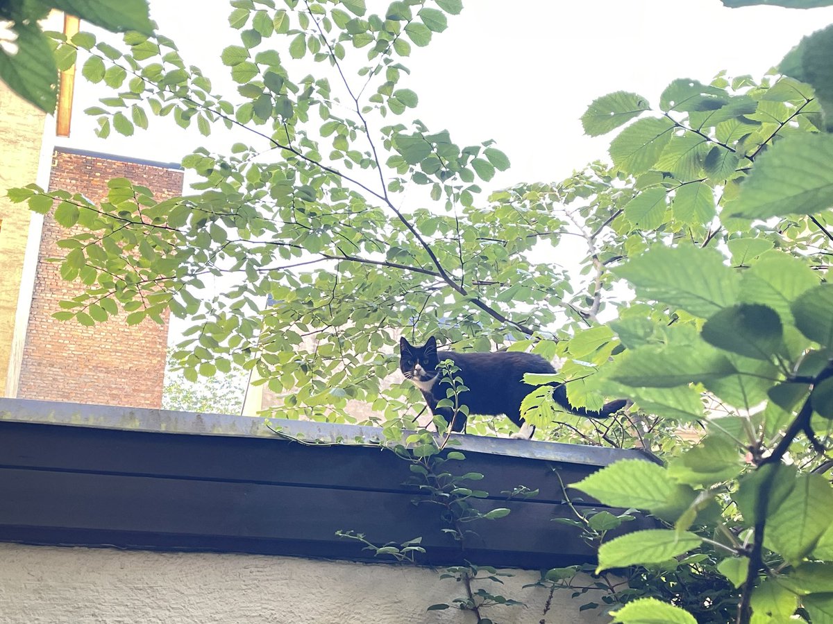 JapaNorway's tweet image. オスロでは、寒くない季節でも
日本にいる時ほど 街中で猫を見かけないのですが
（近所で首輪をつけて猫を散歩してる人はよく見かけますが😸）
可愛い🐈🐾に出逢いました💕
友人の家の敷地、自転車の停まってる所に竹が植えてあったりして
ちょっぴり日本にいるような気分になりました☺️
#cat #katt