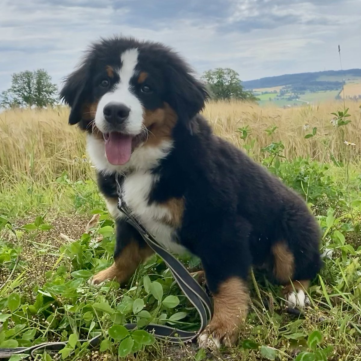 EV_Enget's tweet photo. The art of posing isn’t an easy come. Sit, stay, smile, photo taken, treat recieved. But it worked out. Somehow. #borghild #bernerlife #dogsoftwitter #bernesemountaindog #bernersennen https://t.co/gPtVyccFgV