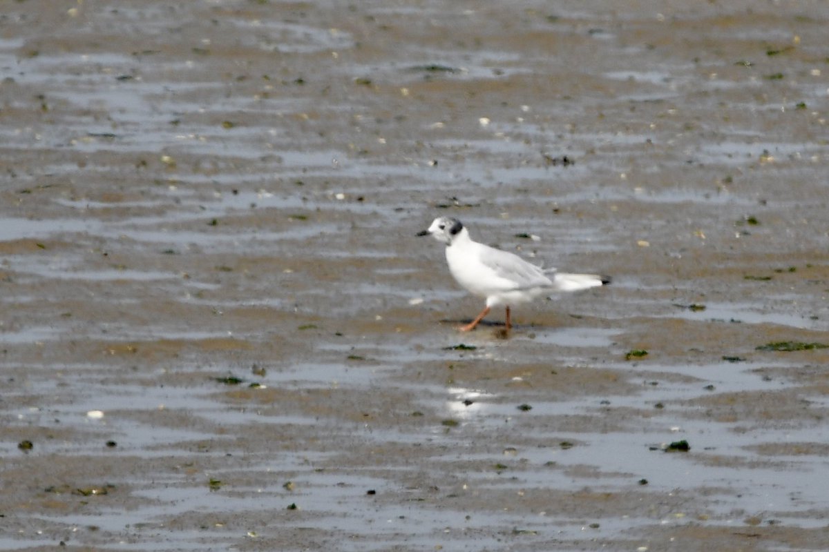 Stan Davis tweet media