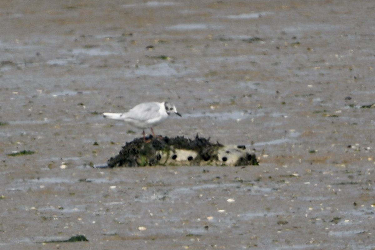 Stan Davis tweet media