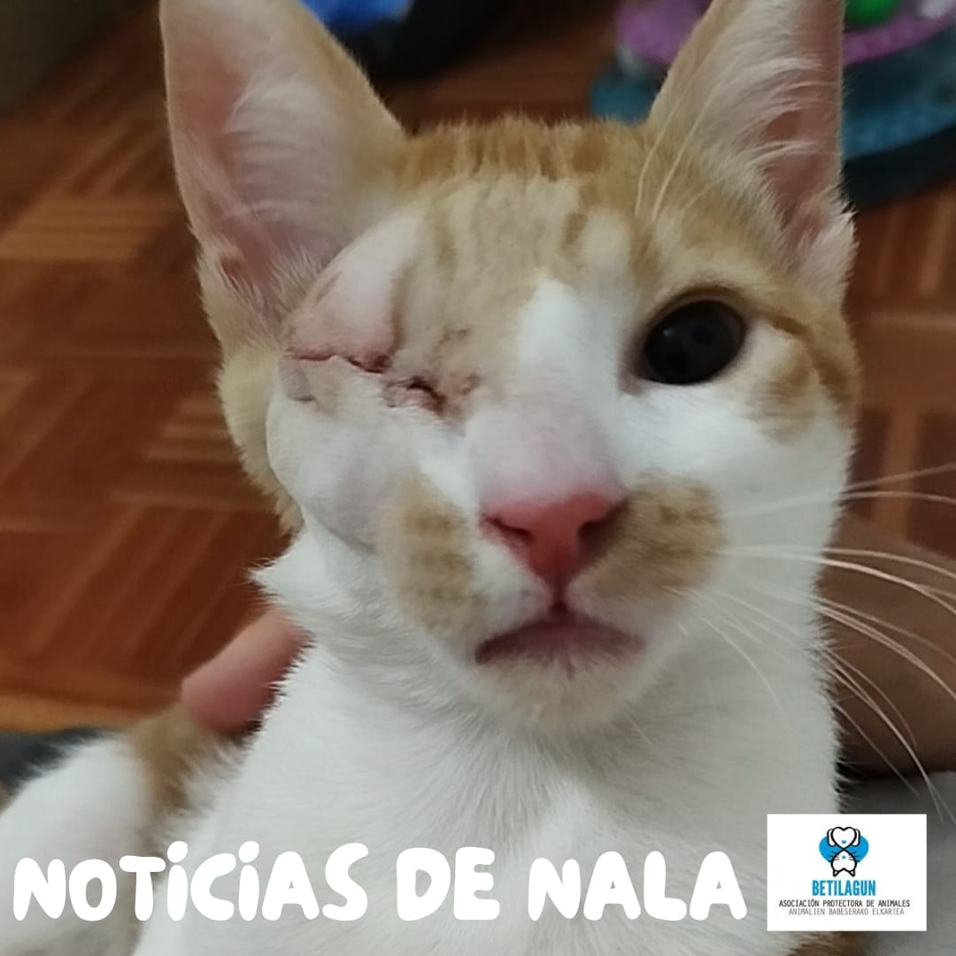 betilagun's tweet photo. Nala fue operado ayer del glaucoma del ojo izquierdo. Seguimos diciendo que es un gato diez que merece una oportunidad. En cuanto le den el alta de la operación (que será rápido), estará listo para encontrar a la familia que lo quiera como es: encantador. 
Conócelo, 689 15 29 18 https://t.co/8zHrii34WG