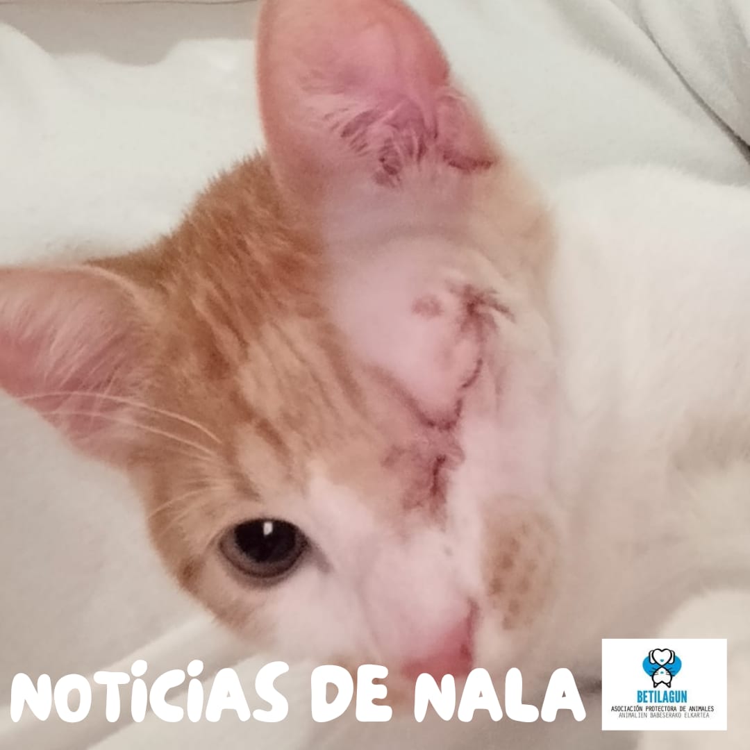 betilagun's tweet photo. Nala fue operado ayer del glaucoma del ojo izquierdo. Seguimos diciendo que es un gato diez que merece una oportunidad. En cuanto le den el alta de la operación (que será rápido), estará listo para encontrar a la familia que lo quiera como es: encantador. 
Conócelo, 689 15 29 18 https://t.co/8zHrii34WG