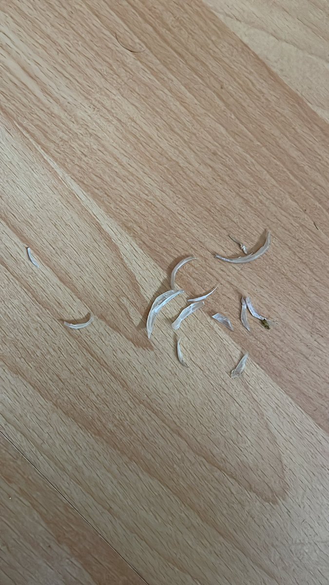 Wer will was zum Knabbern?😈

#geldsklave #zahlschwein #cashmaster #zahlsklave #findom #paypig #geldherr #alpha #feetdom #füße #master #getragenesocken #smellyfeet