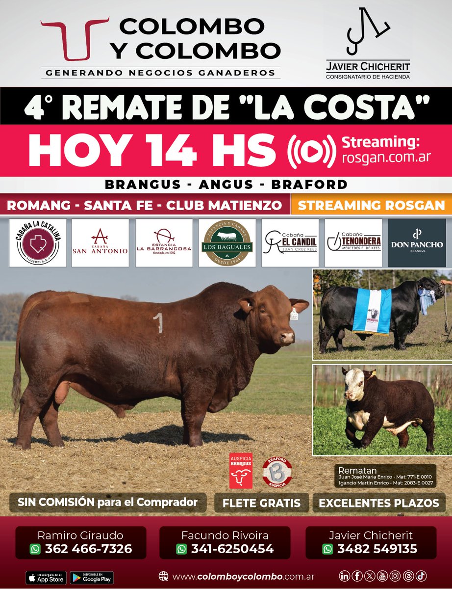 cyc_oficial's tweet photo. #HayRemate #Virtual 🔨 desde #Romang - Santa Fe - Club Matienzo 🎥 Streaming Rosgan 
Seguilo en vivo https://t.co/AV4ZpGbg6j
#Brangus #Angus #Braford #ColomboyColombo 
Presentan este excelente Remate
@BrangusArgentin | @BrafordArg https://t.co/StBIn56K1R