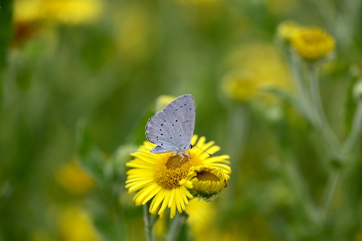 Leven in de tuin. Bijen, hommels, een boomblauwtje en een slakje op de Grote pimpernel (Sanguisorba officinalis), Zeepkruid  (Saponaria officinalis), Betonie (Stachys officinalis), Heelblaadjes (Pulicaria dysenterica).