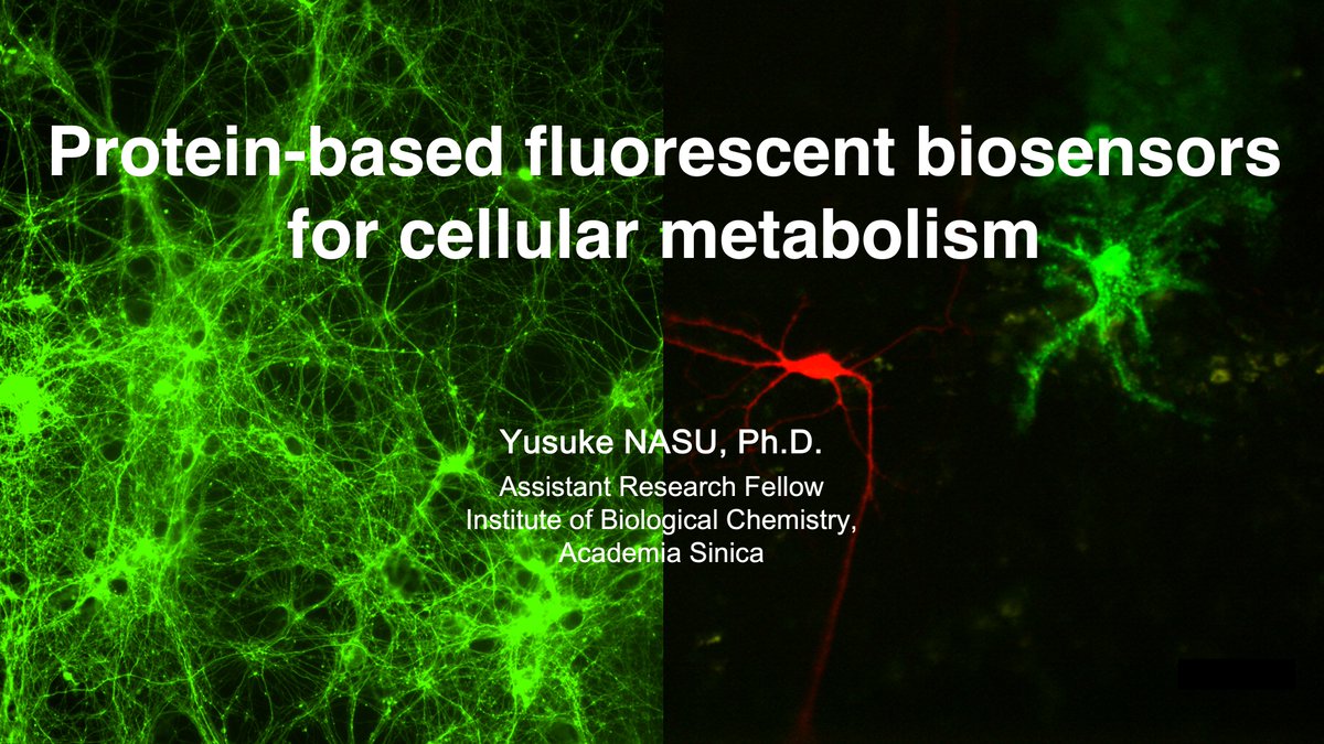 Yusuke Nasu (@nasulab_ibc) on Twitter photo Starting this September, I'll be leading my own lab at <a href="/IBCSinica/">IBC Academia Sinica</a> <a href="/AcadSinica/">中央研究院 Academia Sinica</a>! We'll use protein engineering to develop innovative fluorescent biosensors for studying cellular metabolism. Starting this September, I'll be leading my own lab at <a href="/IBCSinica/">IBC Academia Sinica</a> <a href="/AcadSinica/">中央研究院 Academia Sinica</a>! We'll use protein engineering to develop innovative fluorescent biosensors for studying cellular metabolism.