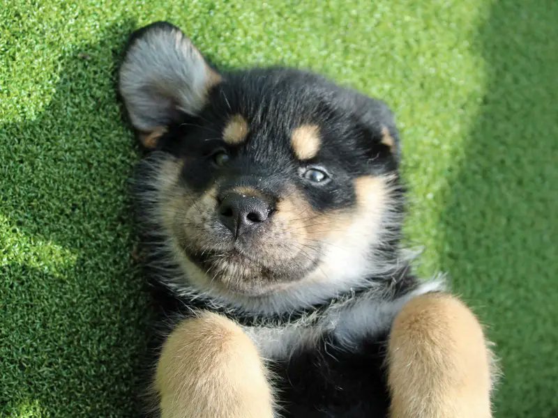 Dogs Trust 💛🐶 tweet media