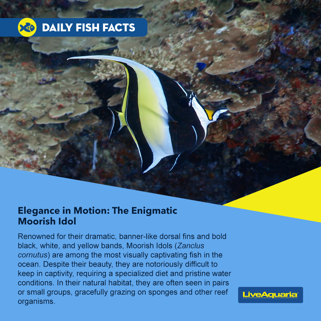 LiveAquaria's tweet photo. This marine fish comes with its own sail! Just imagine it swimming gracefully in your saltwater aquarium, providing you hours of viewing pleasure. Find out what it needs to create the home of its dreams.
https://t.co/oOfn4cHd3J
#moorishidol #bannerfish #marinefish https://t.co/4TvRQ0ntq0