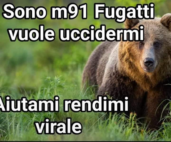 ClaudiaToni's tweet photo. Non abbiamo ancora finito di piangere per la morte di mamma orsa (Kj1) che Fugatti apre la caccia ad un altro orso,si tratta di M91 l'esemplare che lo scorso marzo ha avuto un incontro ravvicinato con un turista a Molveno.
Nella zona è stata posizionata la https://t.co/2MpS8Qt8Yr