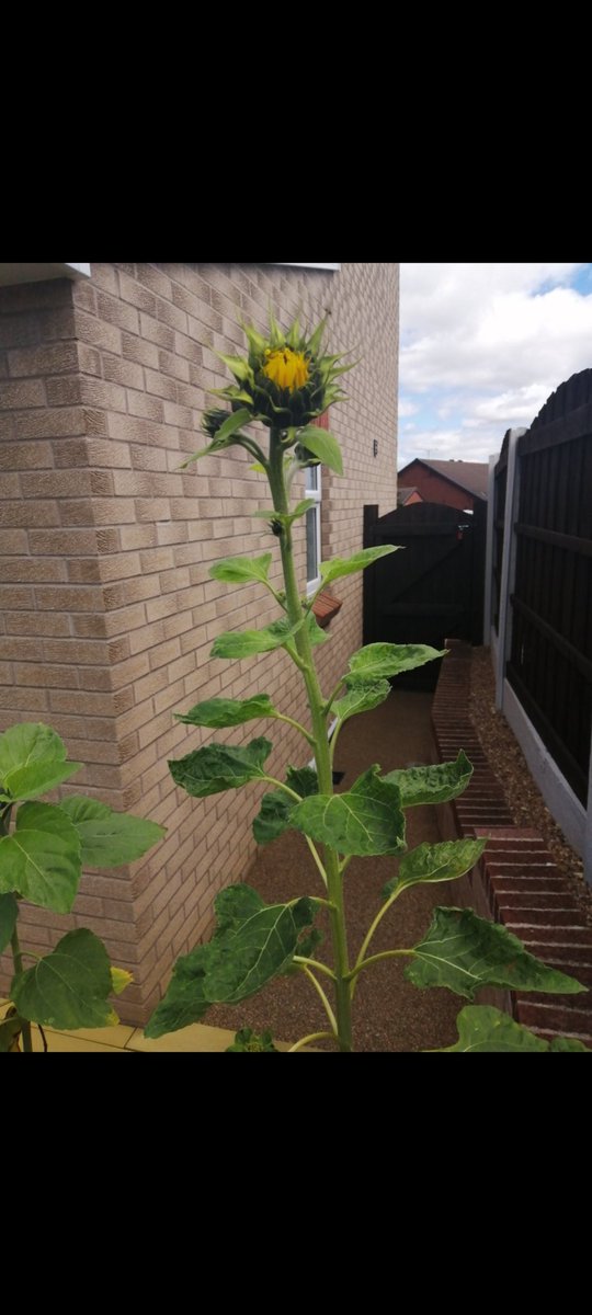 RWalts2's tweet photo. @chrisdenning42 @UniofNottingham 
Started with a handful of seeds back at a University of Nottingham open day in 2020. Harvested the seeds each year &amp; replanted. Graduation July 2024! #MillionSunflowers #WeAreUoN #graduation https://t.co/4PJkfbbBfh