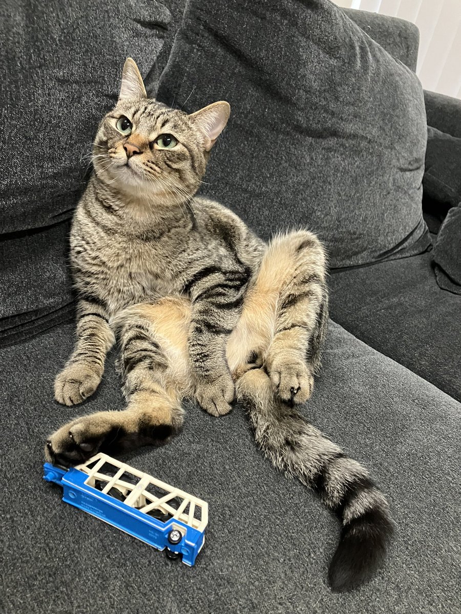 おじさん
#ねこ #猫 #cat #猫のいる暮らし #キジトラ