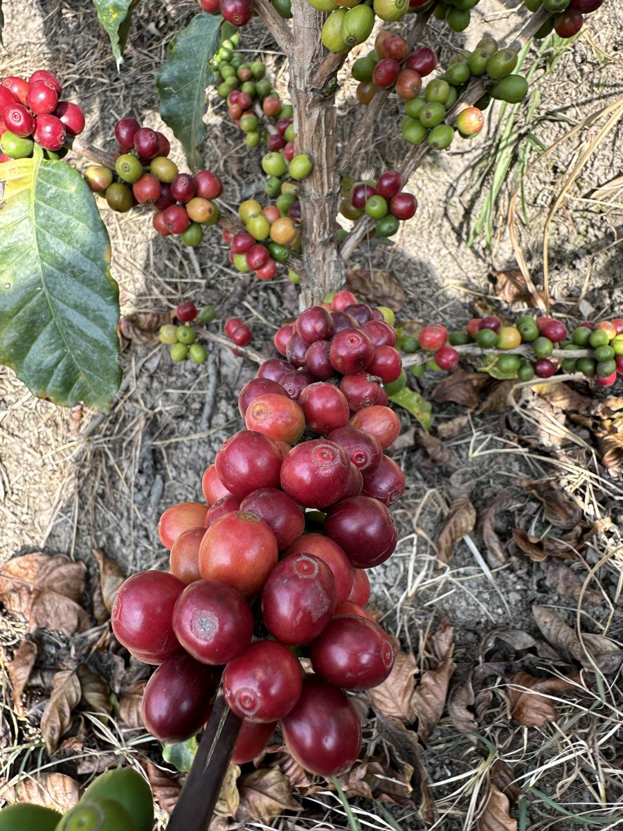 Variedad castillo zona sur y colombia entra en producción 🙏🏼🔥😍🇨🇴☕️®️