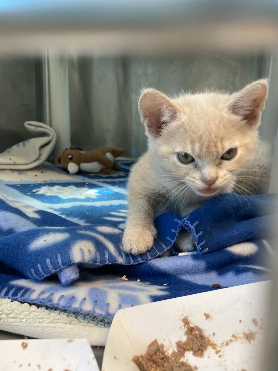 Happy #Caturday!😻 Why’s this boy so mad? 😠 He just out teachers on average spend $625 of their own money on their students each year!🤯💸 Can you make this kitten less angry by helping #clearthelist for his volunteer feeder-lady/teacher?🌟rb.gy/k88un3🌟

#grumpycat