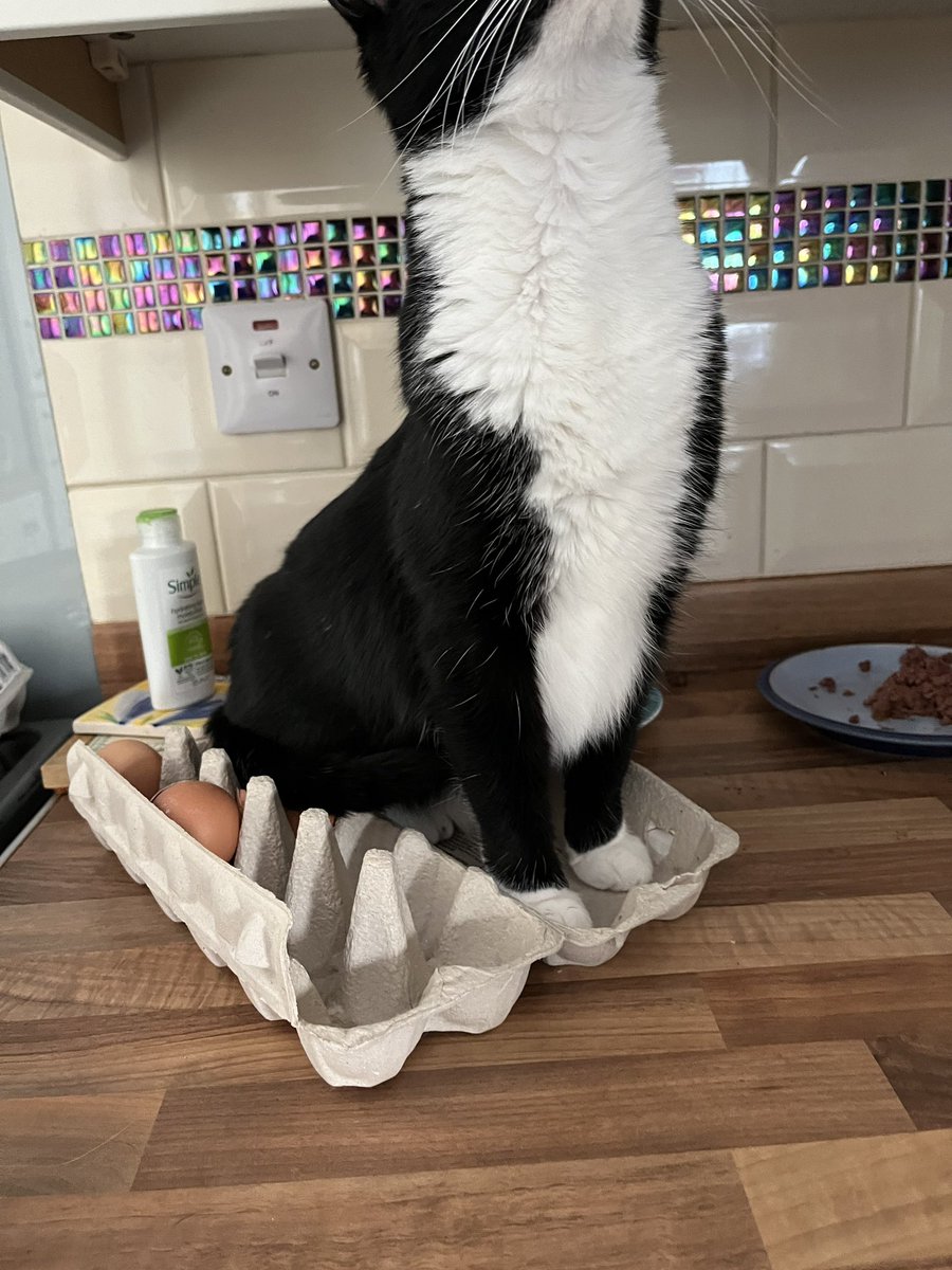 guiltyandfast's tweet photo. eggs for sale https://t.co/IF8MxYf6h7
