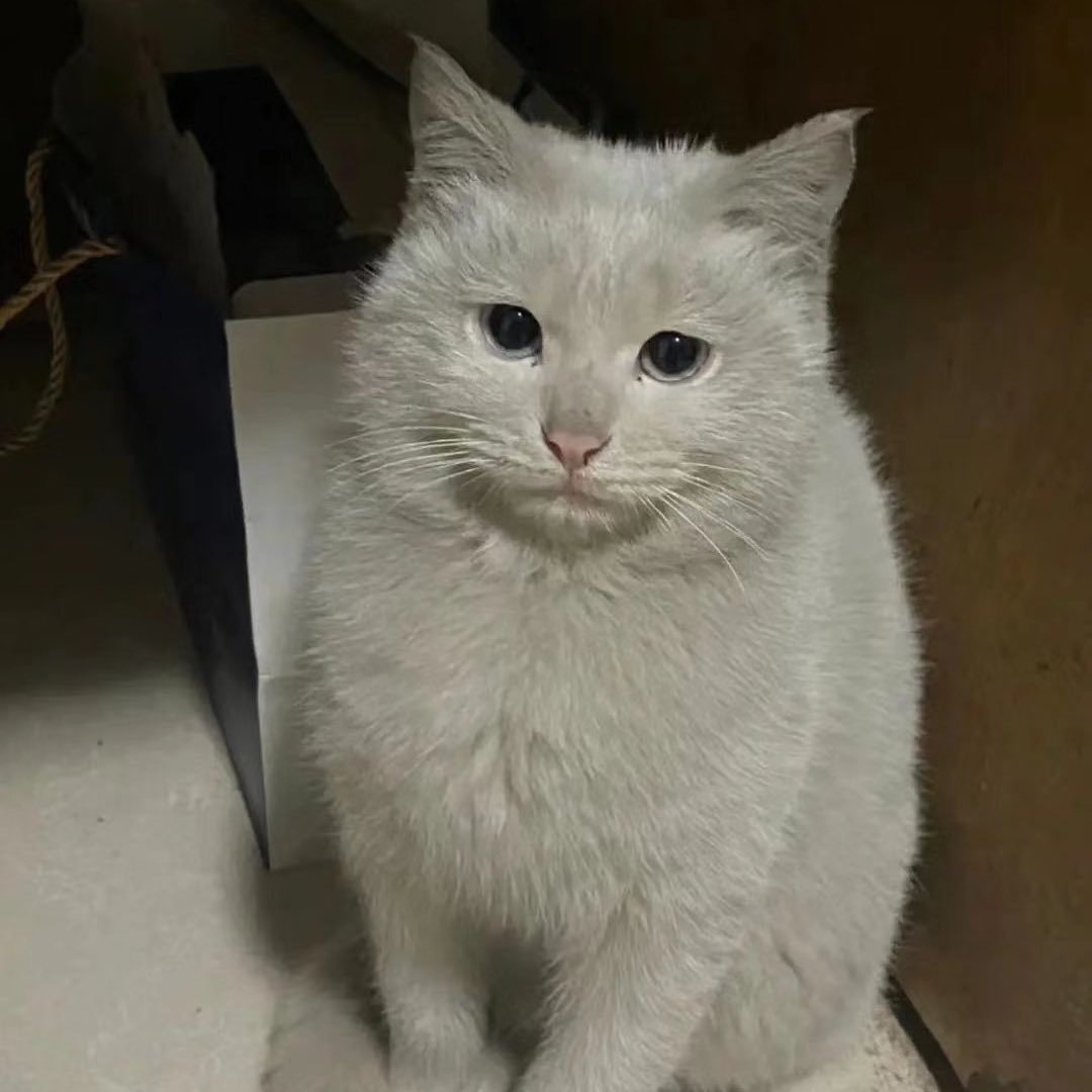 ムック🐈 tweet media