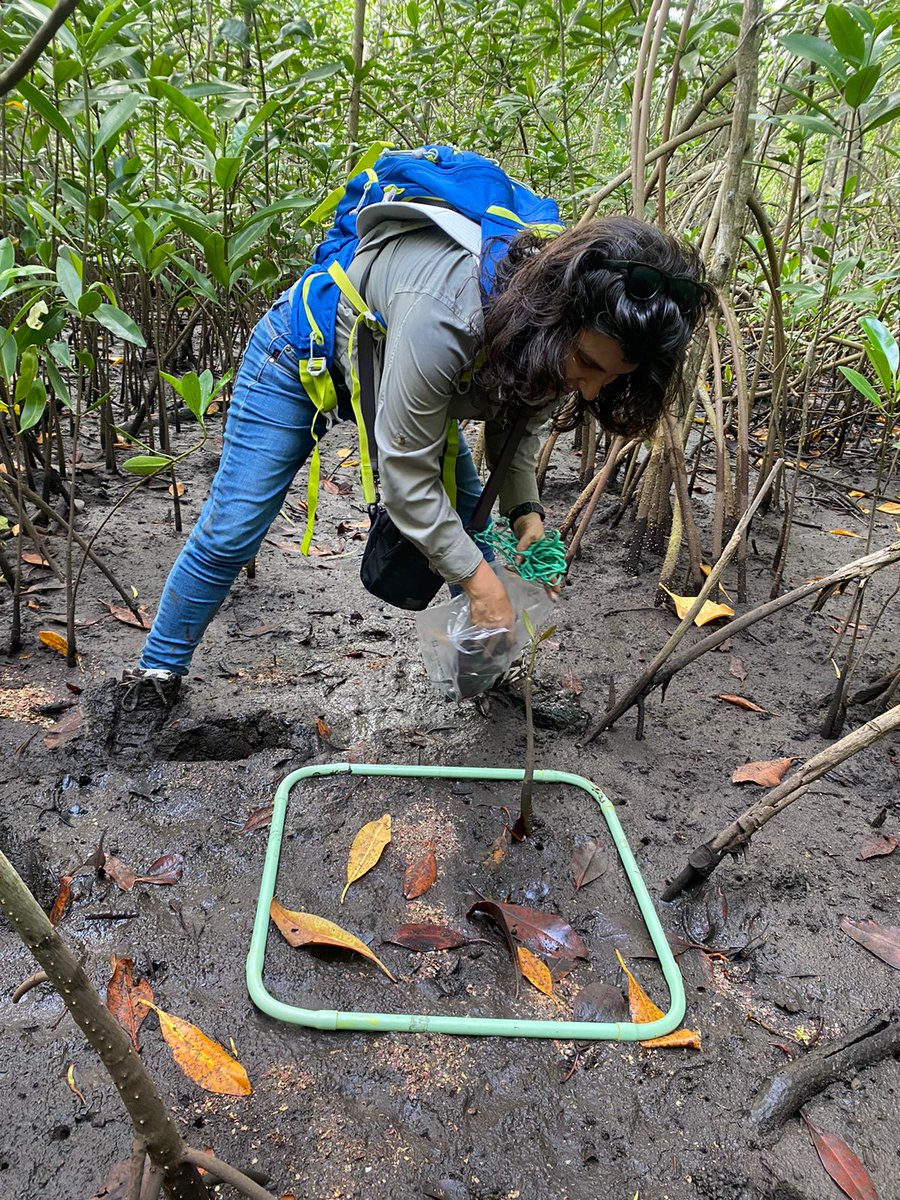 CBCbiodiverso's tweet photo. Nuevas jornadas en el lX Diplomado Internacional en Ecología, Manejo, Restauración, Carbono y Legislación en Sistemas de Manglares.

#restauración #mangroves #diplomado https://t.co/ffaKg6P3K9